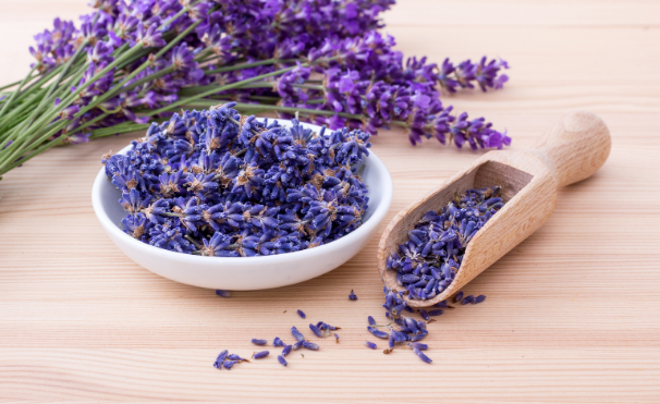 Versatility of Lavender: Uses & Benefits