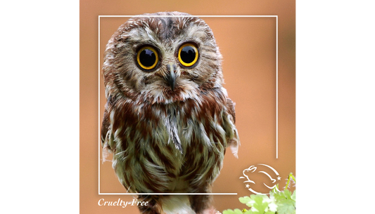 Cruelty free owl with the leaping bunny logo