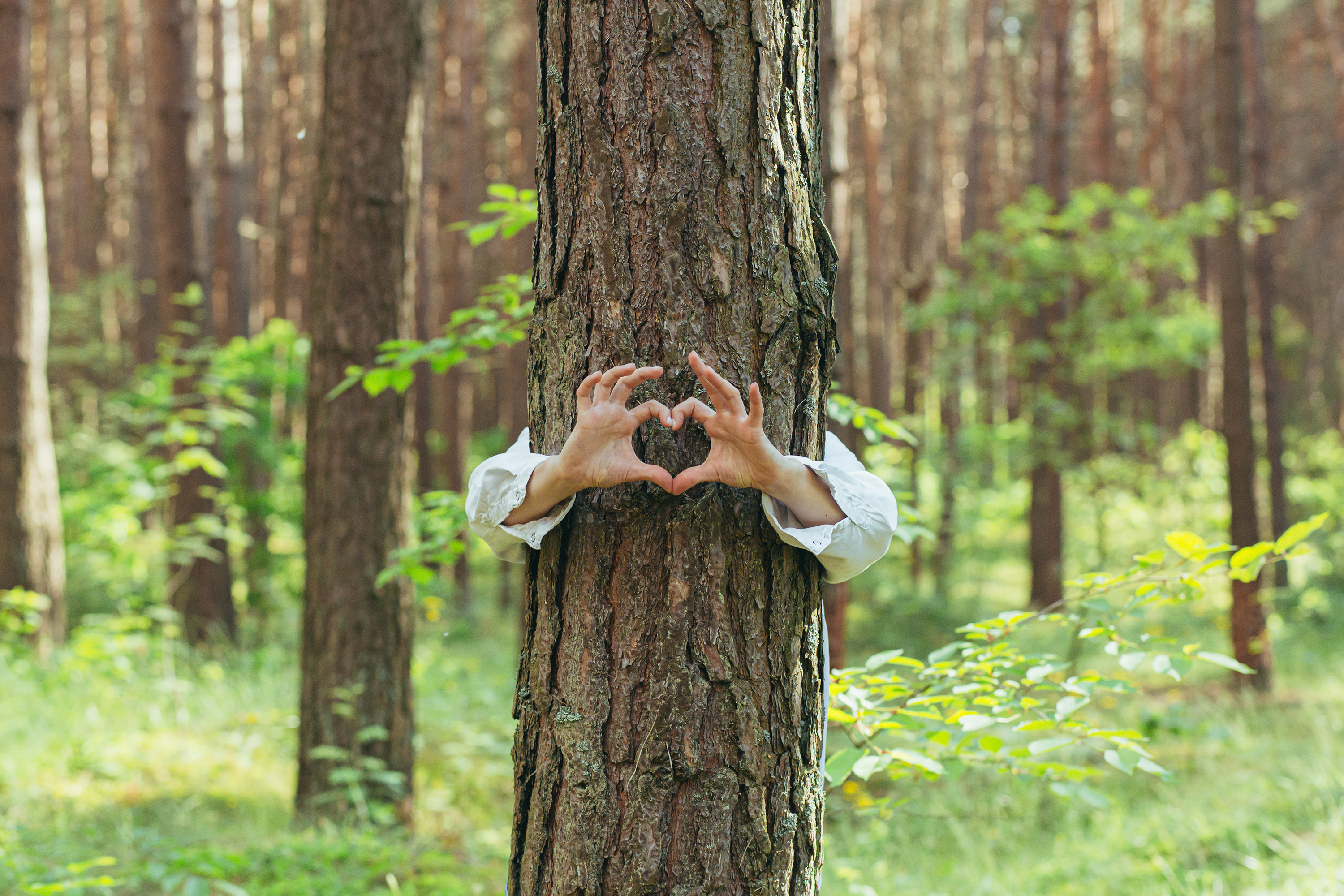 Hands forming a heart around a tree, embodying Desert Essence's commitment to sustainable beauty.