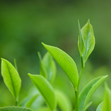 Image of Tea Tree Plant