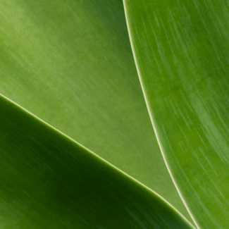 A close up image of an aloe leaf